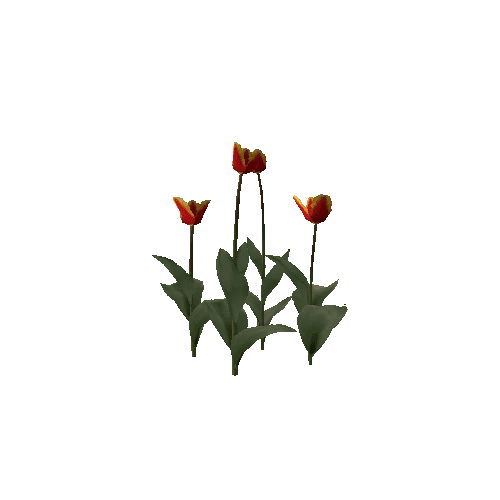Tulipa-group2C