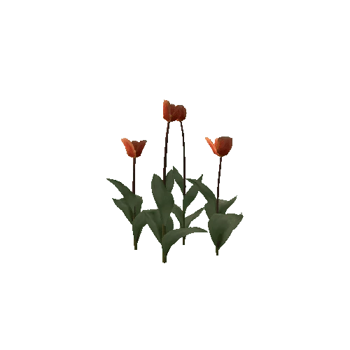 Tulipa-group2D