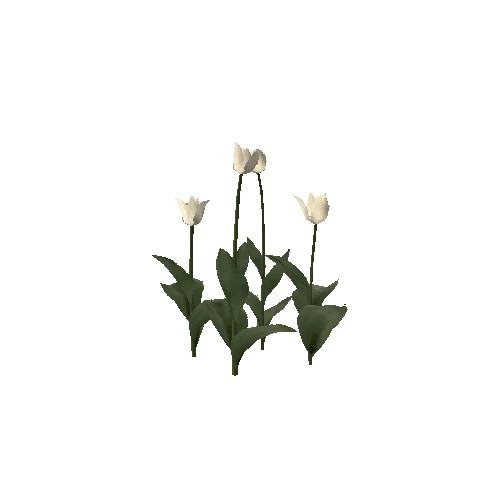 Tulipa-group2E