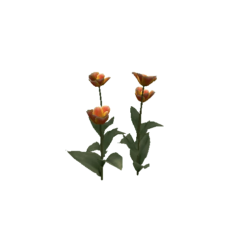 Tulipa-group2F-bloomer
