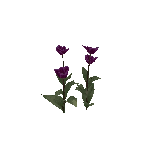 Tulipa-group2I-bloomer
