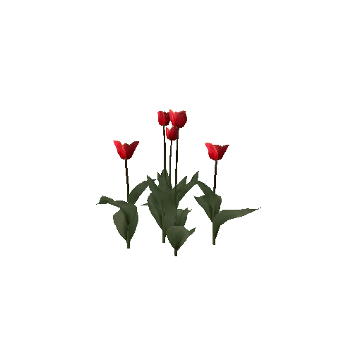 Tulipa-group3A