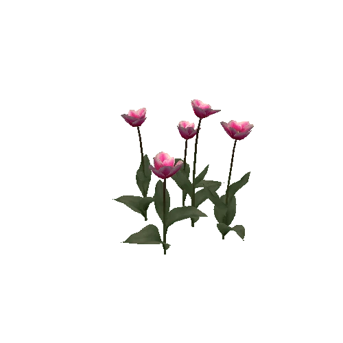 Tulipa-group3B-bloomer