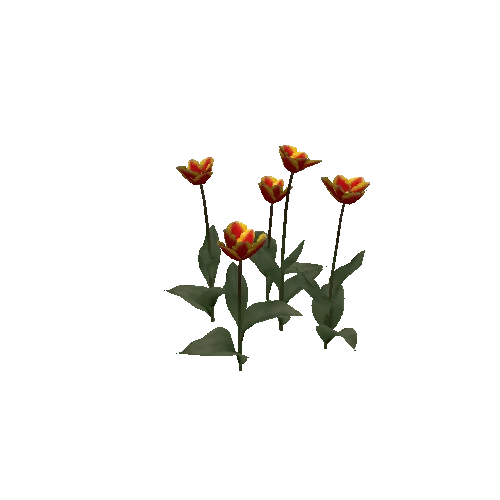 Tulipa-group3C-bloomer