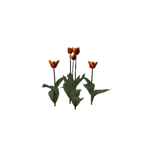 Tulipa-group3C