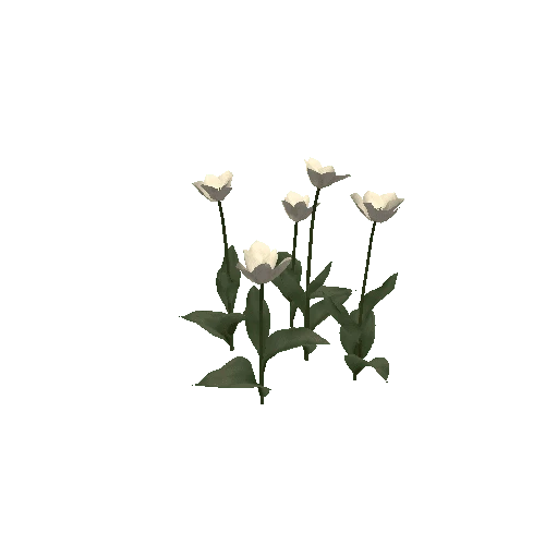 Tulipa-group3E-bloomer