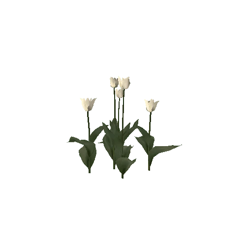 Tulipa-group3E