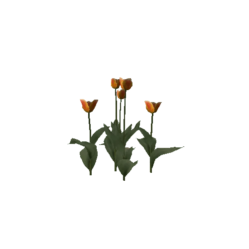 Tulipa-group3F