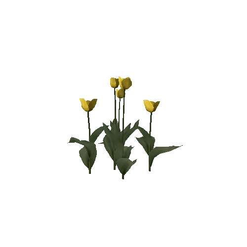 Tulipa-group3G