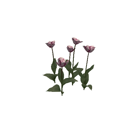 Tulipa-group3H-bloomer