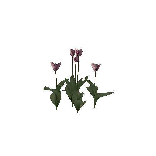 Tulipa-group3H