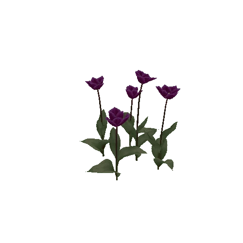 Tulipa-group3I-bloomer