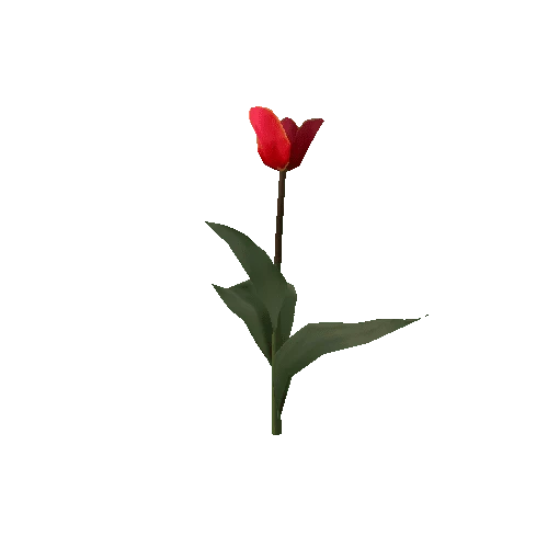 Tulipa1A