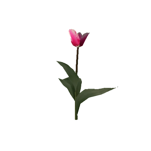 Tulipa1B