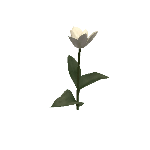 Tulipa1E-bloomer