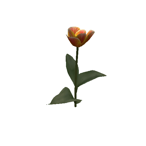 Tulipa1F-bloomer