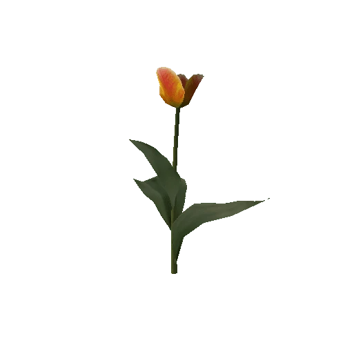 Tulipa1F