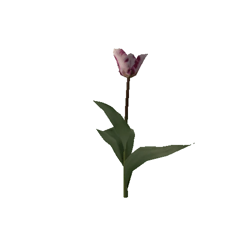 Tulipa1H