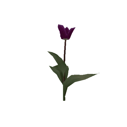 Tulipa1I