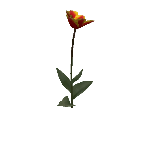 Tulipa2C-bloomer