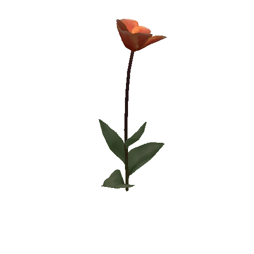Tulipa2D-bloomer