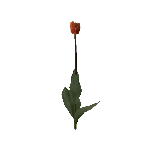 Tulipa2D