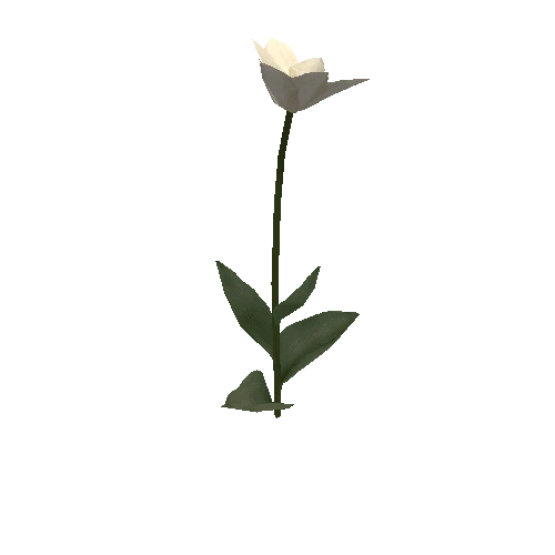 Tulipa2E-bloomer