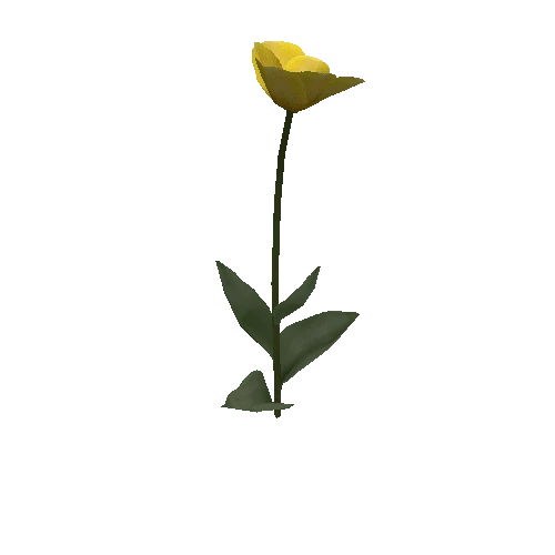 Tulipa2G-bloomer