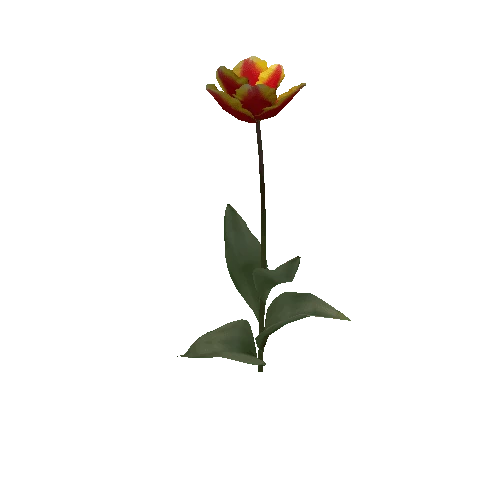 Tulipa3C-bloomer