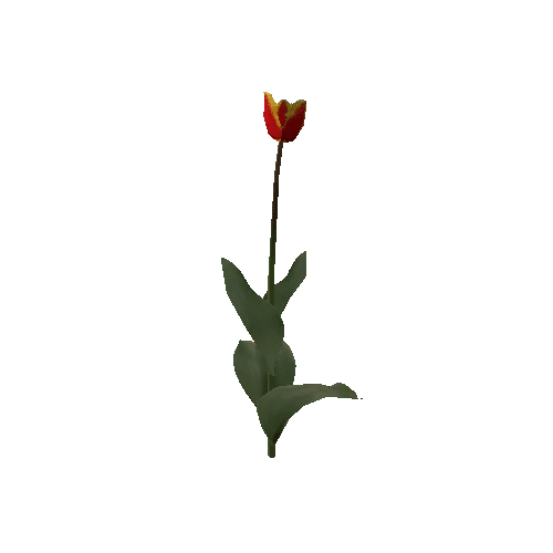 Tulipa3C