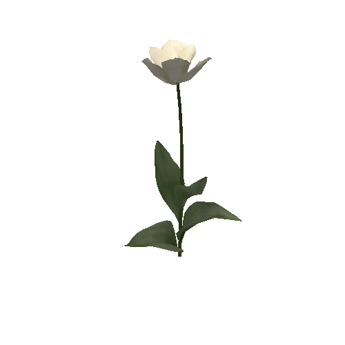 Tulipa3E-bloomer