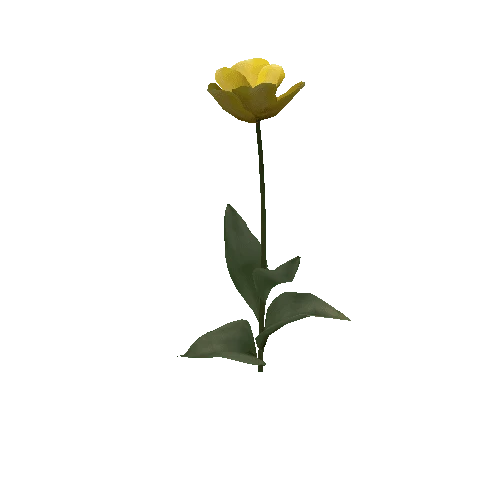 Tulipa3G-bloomer