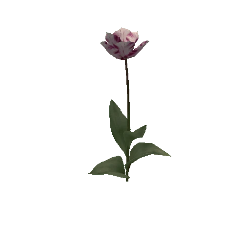 Tulipa3H-bloomer