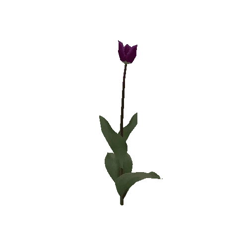 Tulipa3I