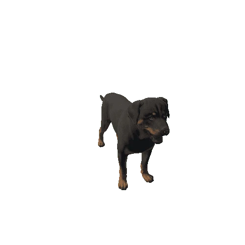 Rottweiler_M_GrowMesh