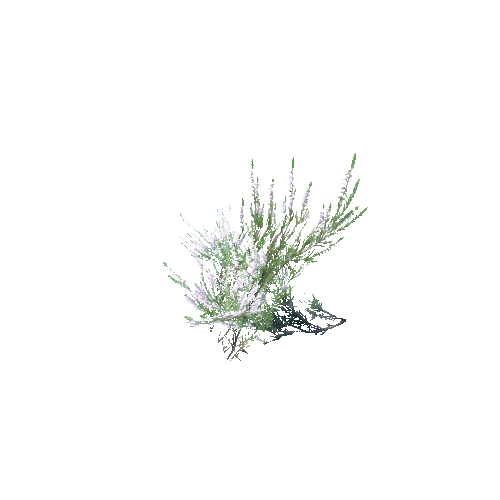 Calluna_vulgaris_B