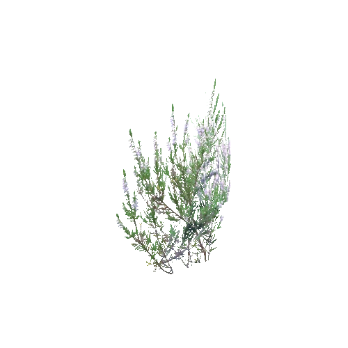 Calluna_vulgaris_D