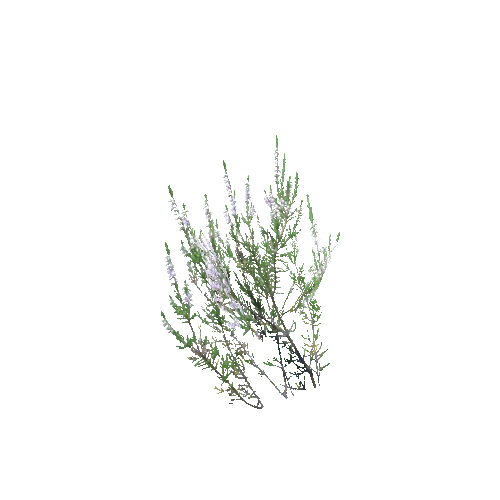 Calluna_vulgaris_E