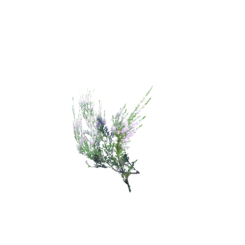 Calluna_vulgaris_G