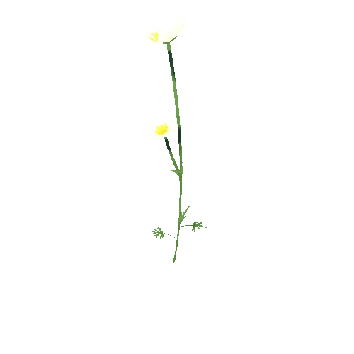 Flower_F_02_01