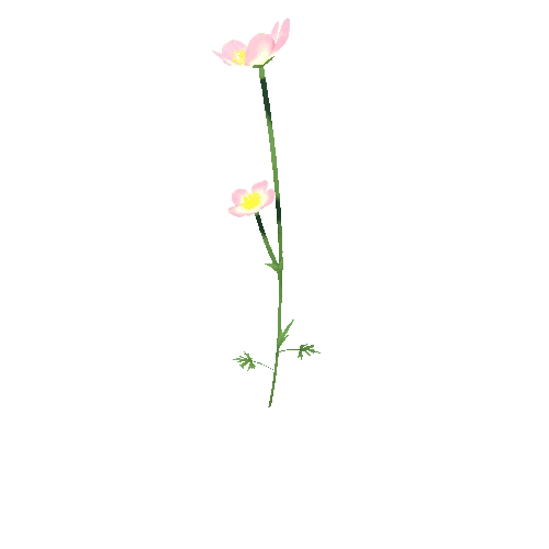 Flower_F_03_01