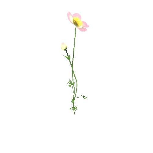 Flower_F_03_02