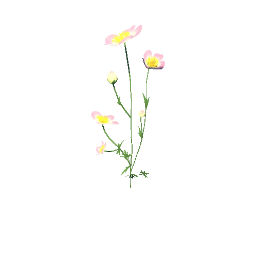 Flower_F_03_03