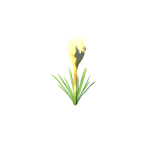 Flower_G_03_01