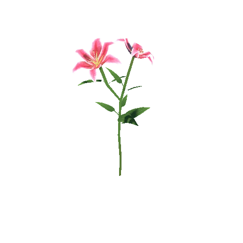 Flower_I_03_02