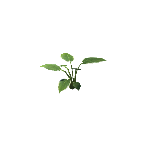 Plant_B_04