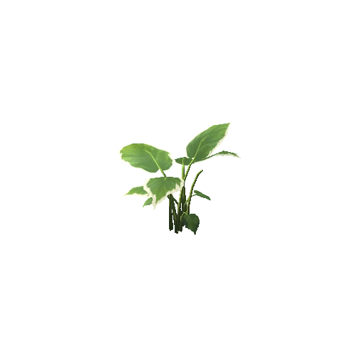 Plant_B_05