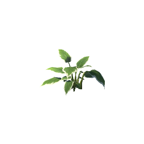 Plant_B_06