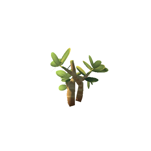 Plant_D_05