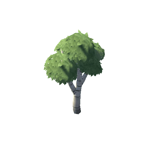 Tree_Birch_03